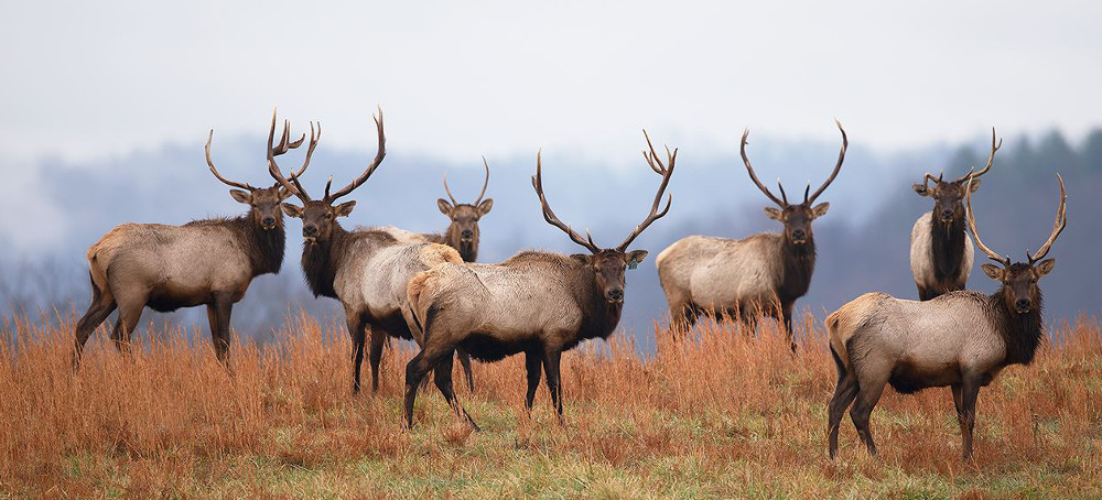 Elk Were Decimated in the Eastern US Now a Herd Is Thriving in Virginia.