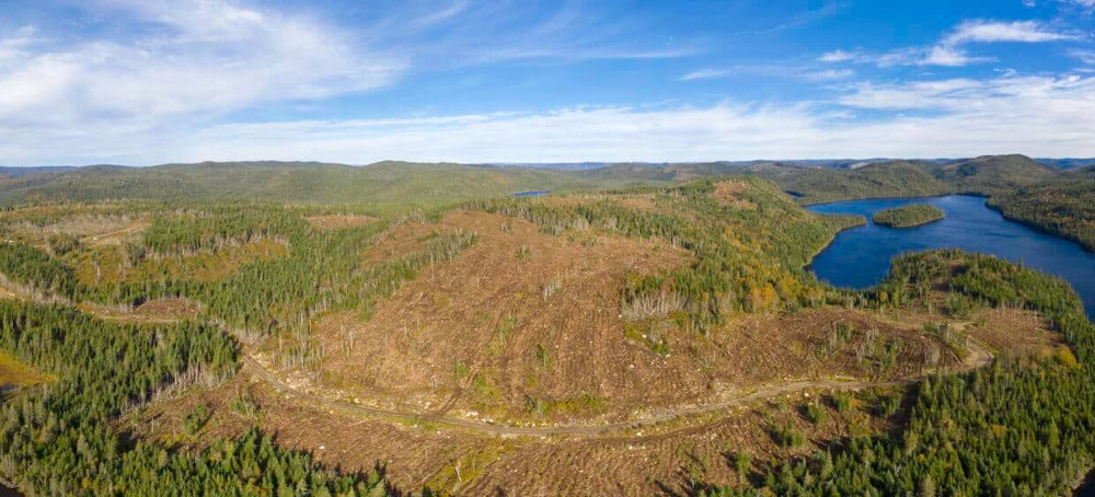 Toilet Paper Companies Destroying Canada's Boreal Forests: New NRDC Report