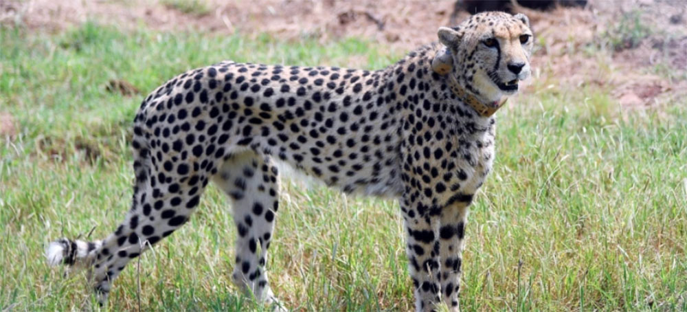 India Welcomes Back Cheetahs, 70 Years After Local Extinction