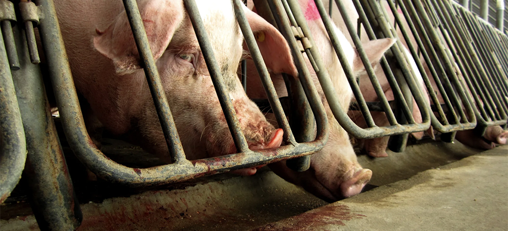 The Supreme Court Is About to Decide the Fate of Millions of Pigs