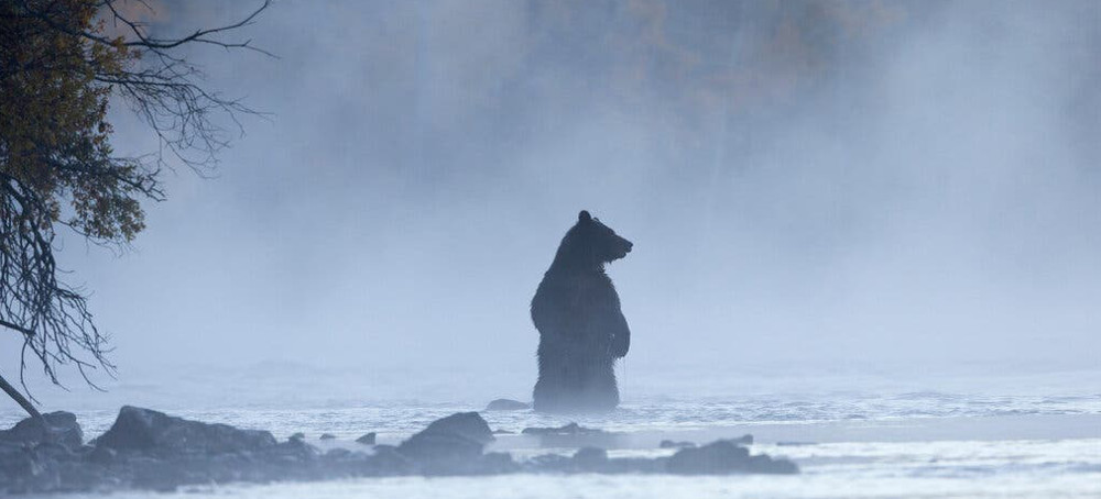 Researchers Report a Staggering Decline in Wildlife. Here's How to Understand It.