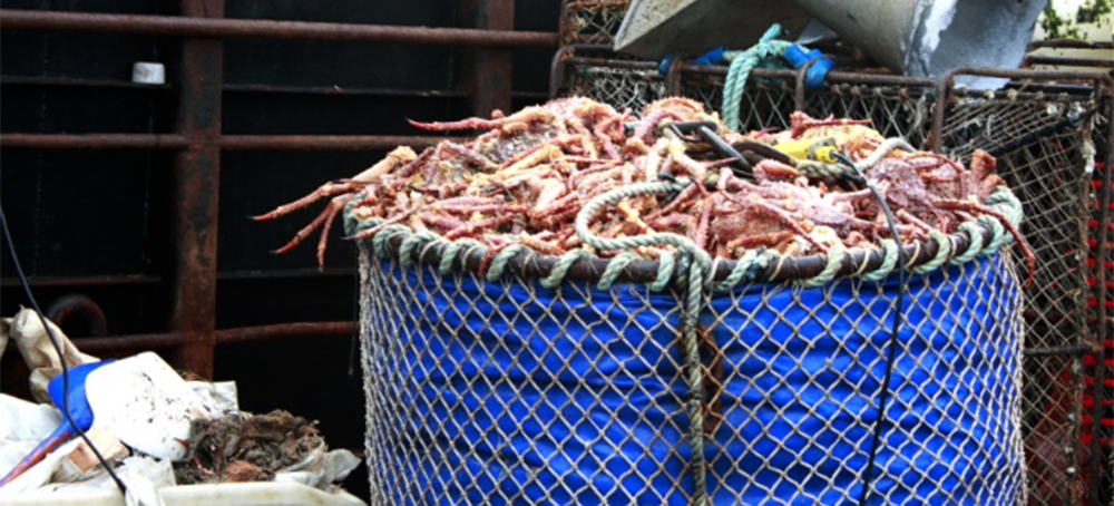 Bering Sea King and Snow Crab Seasons Canceled Amid Population Declines