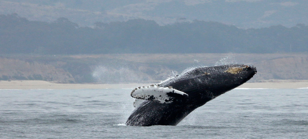 Speed Limits in the Ocean? Massive Ships Are Killing Endangered Whales Each Year.