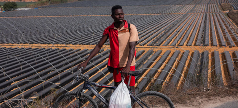 These Are the Migrants Who Plant and Pick the Strawberries in Your Supermarket