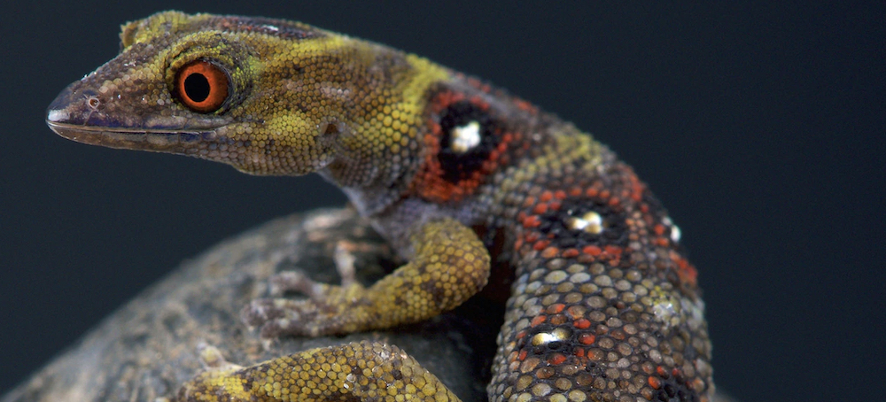 Rare, Critically Endangered Gecko Making Dramatic Recovery in Caribbean