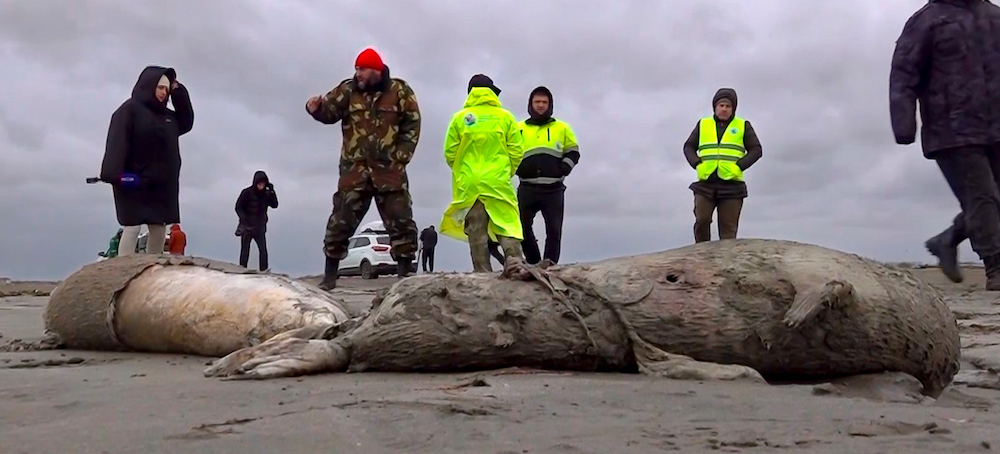 Nearly 2,000 Dead Seals Are Discovered on Russia's Caspian Coast