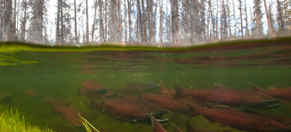 ‘A Soul Wound’: A First Nation Built Its Culture Around Salmon. Now They Have to Fly It in Frozen