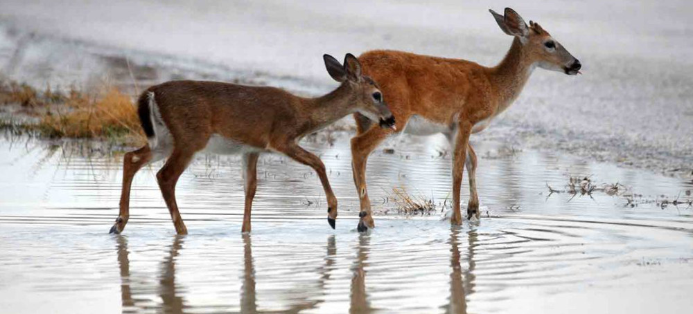 Huge Chunk of Plants, Animals in US at Risk of Extinction