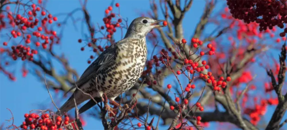 Look Up, Listen, and Be Very Concerned. Birds Are Vanishing – and Their Crisis Is Our Crisis