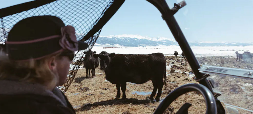 Colorado Is Bringing Back Wolves. On This Ranch, They’re Already Here.