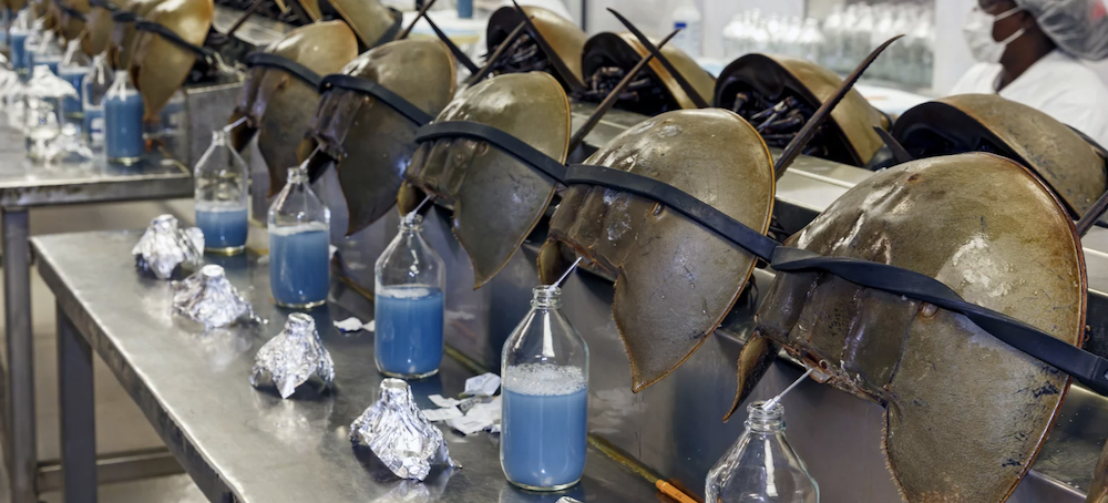 Coastal Biomedical Labs Are Bleeding More Horseshoe Crabs With Little Accountability