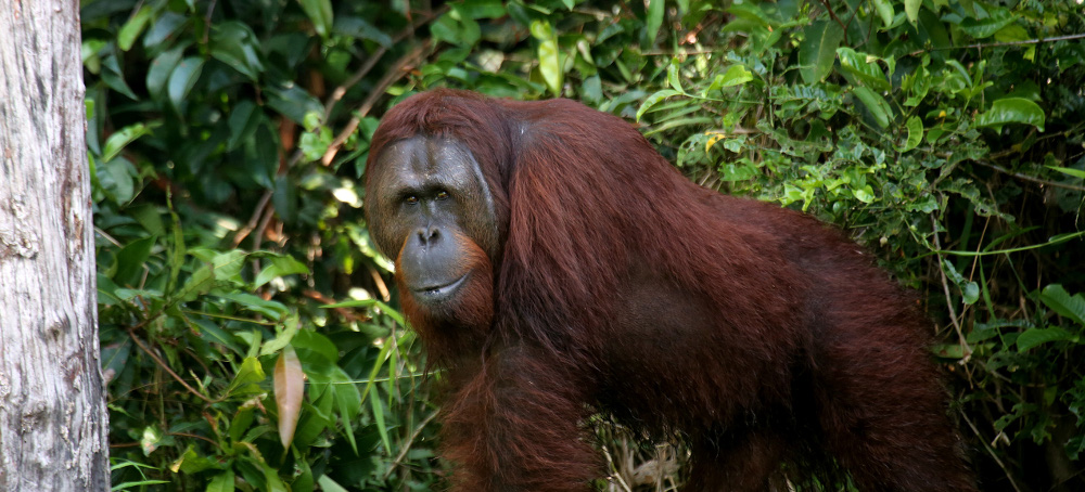 Killings of Bornean Orangutans Could Lead to Their Extinction