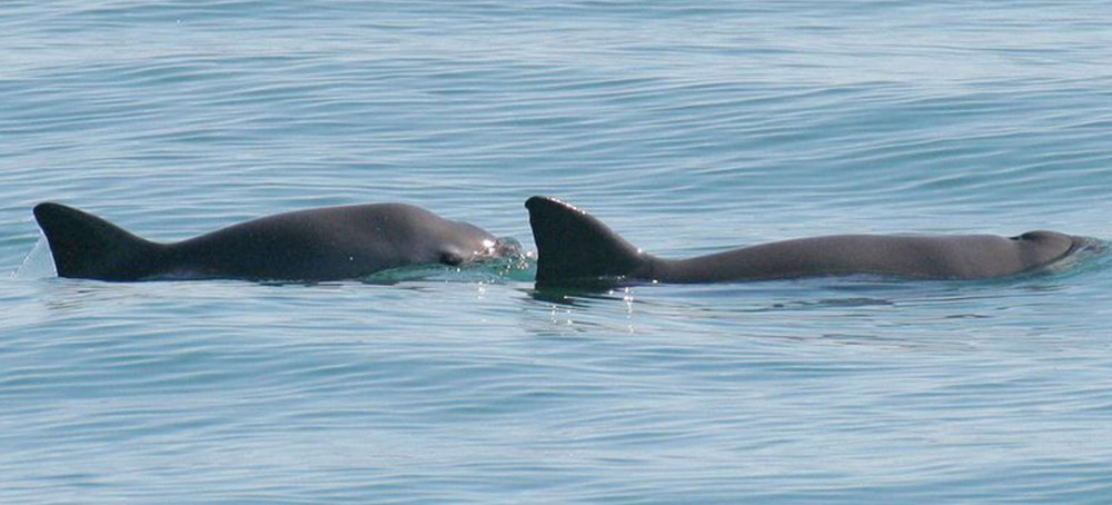 Extinction Alert Issued for Mexico's Threatened Vaquita Porpoise