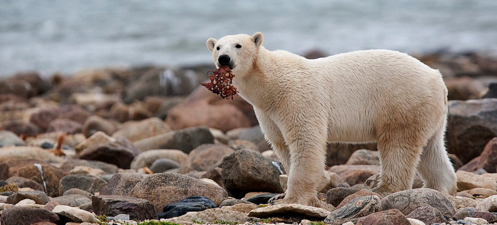 Polar Bears Risk Starvation as They Face Longer Ice-free Periods in the Arctic