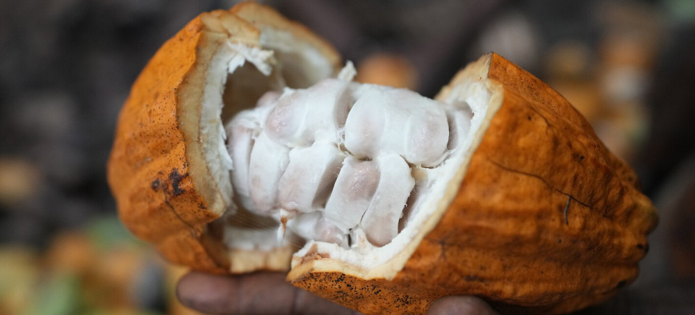 Cocoa Grown Illegally in a Nigerian Rainforest Heads to Companies That Supply Major Chocolate Makers