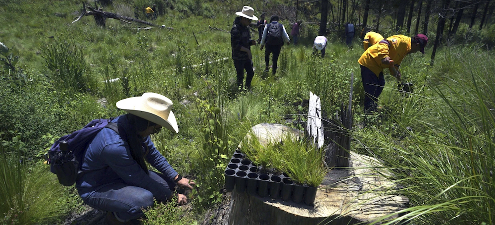 Illegal Logging Thrives in Mexico City's Forest-Covered Boroughs, as Locals Strive to Plant Trees