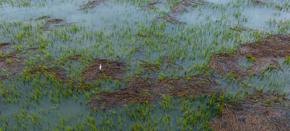 The EPA Removes Federal Protections for Most of the Country's Wetlands