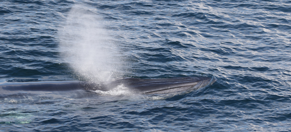 Meet the Whale That May Upend the Offshore Oil Industry