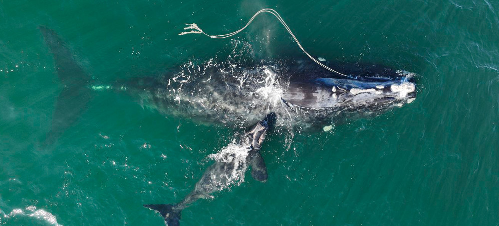 We Know How to Save These Beloved Endangered Whales. Yet We’re Mindlessly Killing Them.