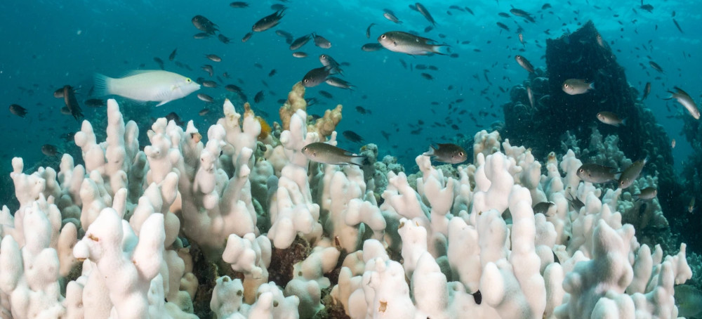 World’s Oceans Have Gone “Crazy Haywire,” Officials Warn, With Majority of Coral Reefs in Peril