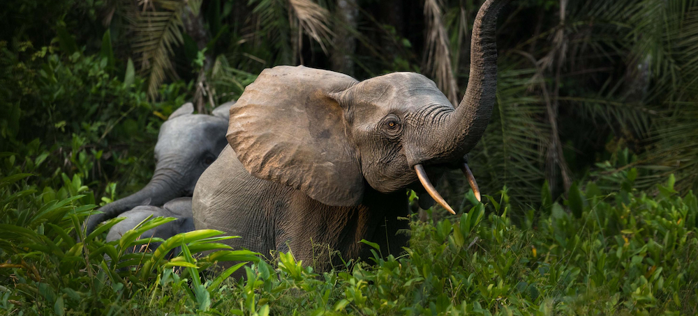 Wild Elephants May Have Names That Other Elephants Use to Call Them