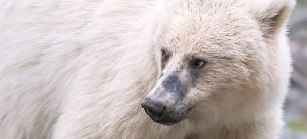 Rare White Grizzly Bear and Two Cubs Killed in Canada in Separate Car Strikes