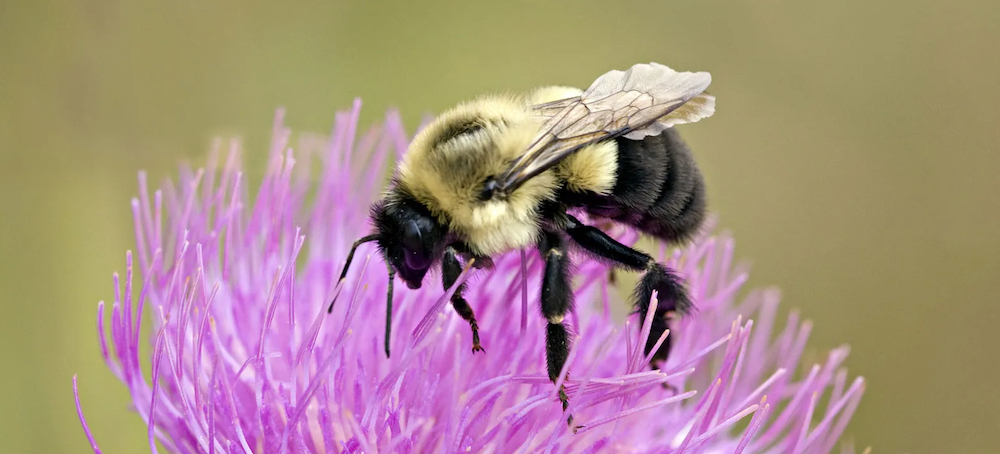 Wild Bumblebees Capable of Logical Reasoning, Study Finds