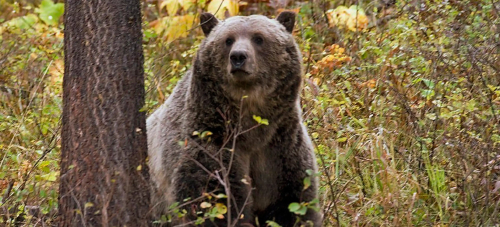 Canada Quietly Reinstates Grizzly Bear Hunting in Alberta