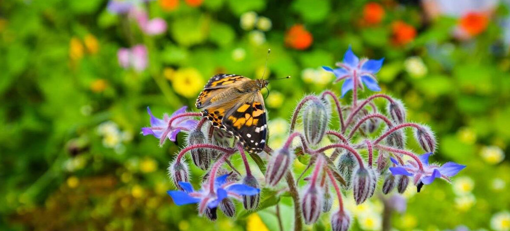 UK Butterfly Numbers at Record Low in ‘Warning Sign to Us All,’ Conservationists Report