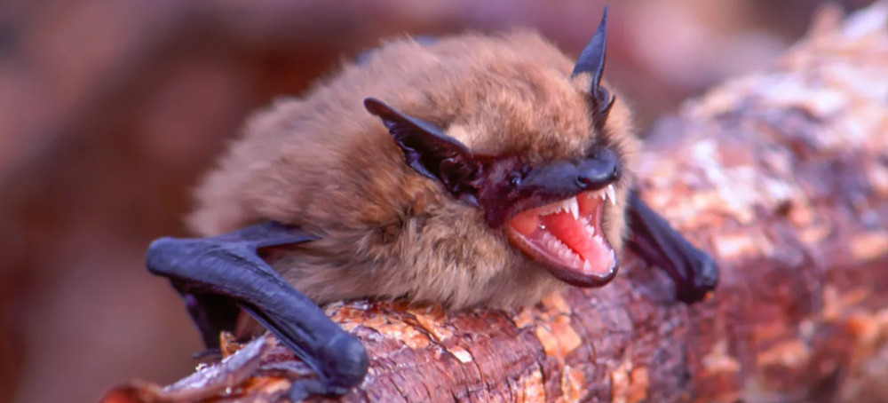 The Astonishing Link Between Bats and the Deaths of Human Babies in the US