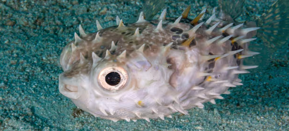 A Pufferfish: ‘Probably Nature’s Greatest Artist’