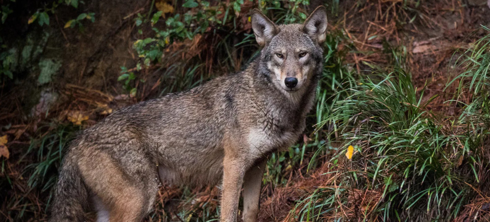 How Endangered Wolves Are Getting Help Crossing the Road