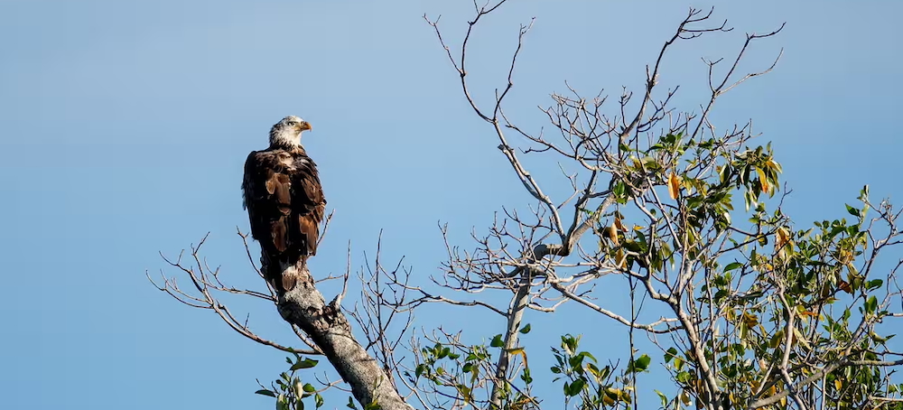 Trump Orders Likely to Drive Species’ Extinction, Wildlife Advocates Warn