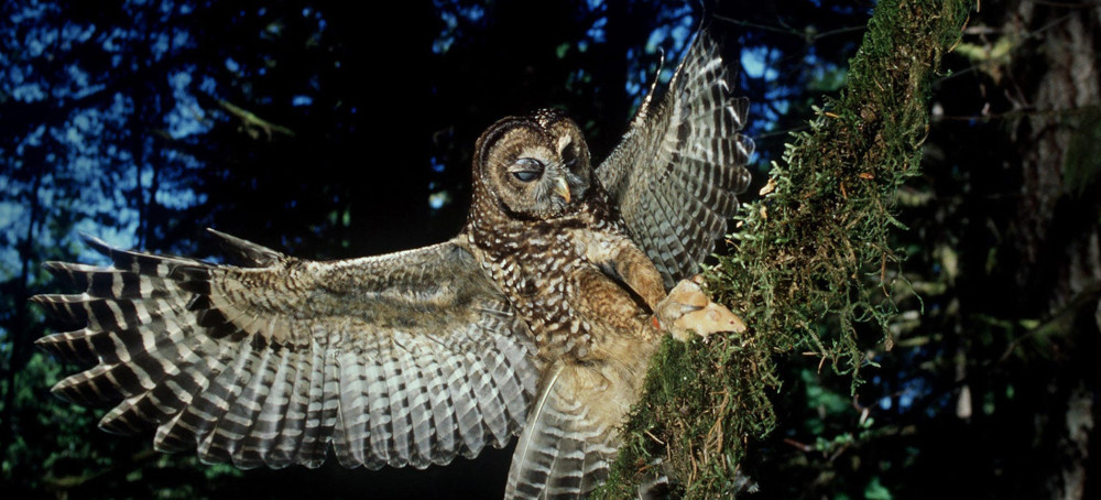 There's a Plan to Kill 450,000 Barred Owls. Lawmakers Want the Trump Administration to Stop It.